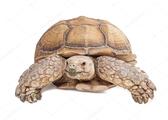 Sporenland schildpad